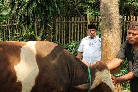 Di Hari Raya Idul adha 1441 Hijriyah 2020 Wakil Walikota Metro Djohan kembali berkurban sapi