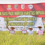 Pemprov Lampung Panen Padi Seluas 110 hektar di Kabupaten Tulang Bawang