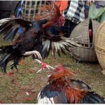 Oknum Kakam Tertangkap Sedang Judi Sabung Ayam