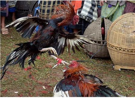 Oknum Kakam Tertangkap Sedang Judi Sabung Ayam